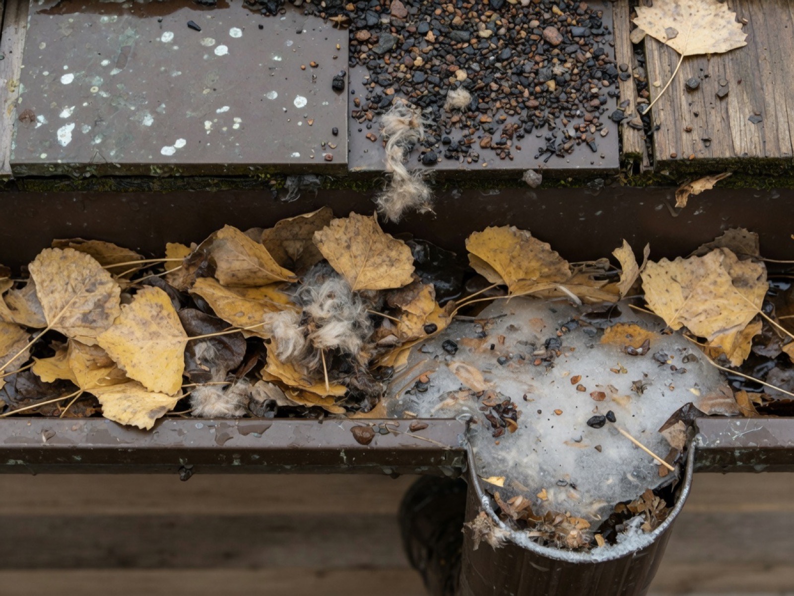 Gutter packed with wet leaves, cottonwood seed, shingle grit, and ice at the downspout outlet